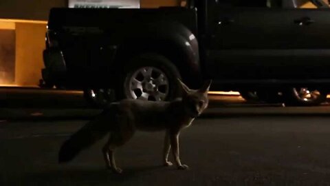 Kit Fox hanging out
