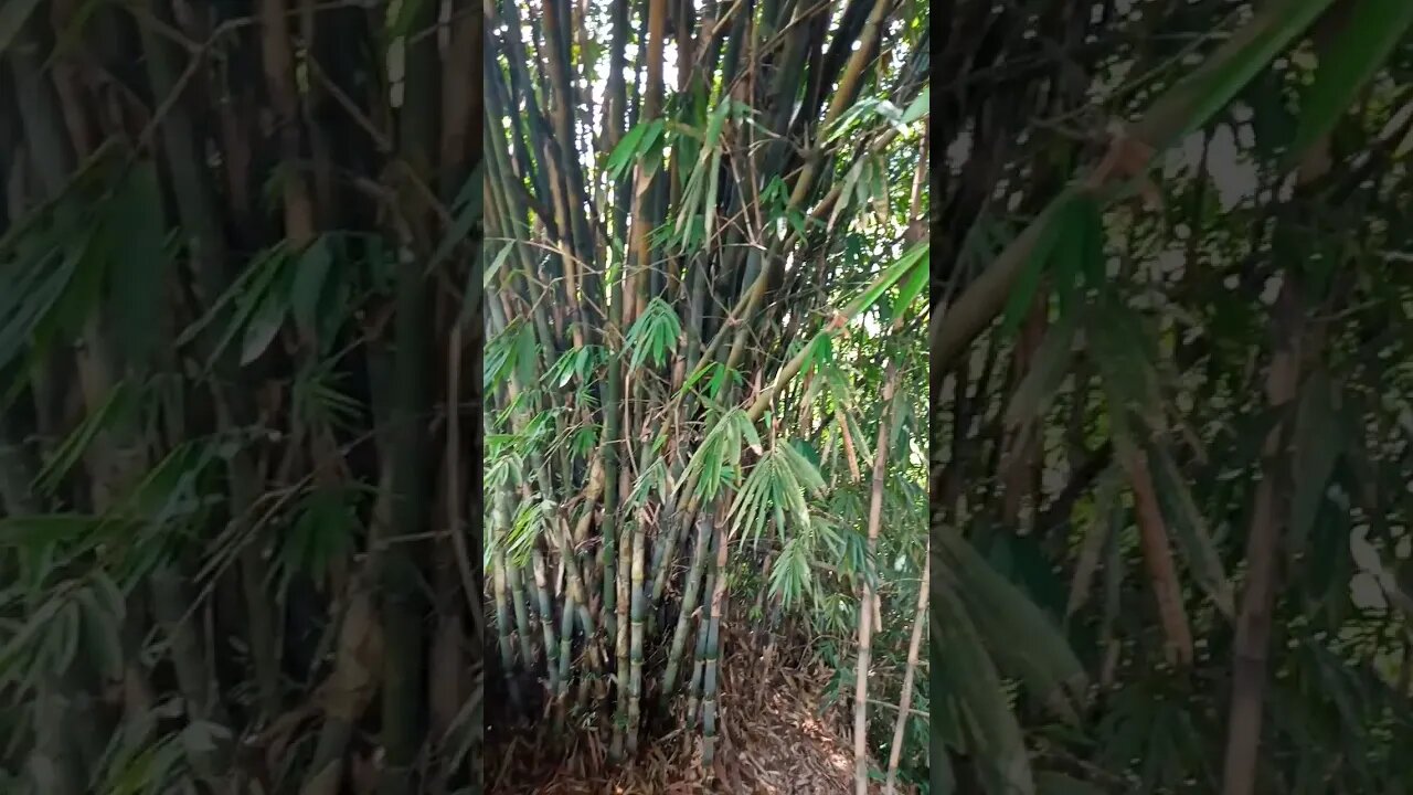kebun bambu