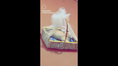 Cat Enjoying with Basket 😜