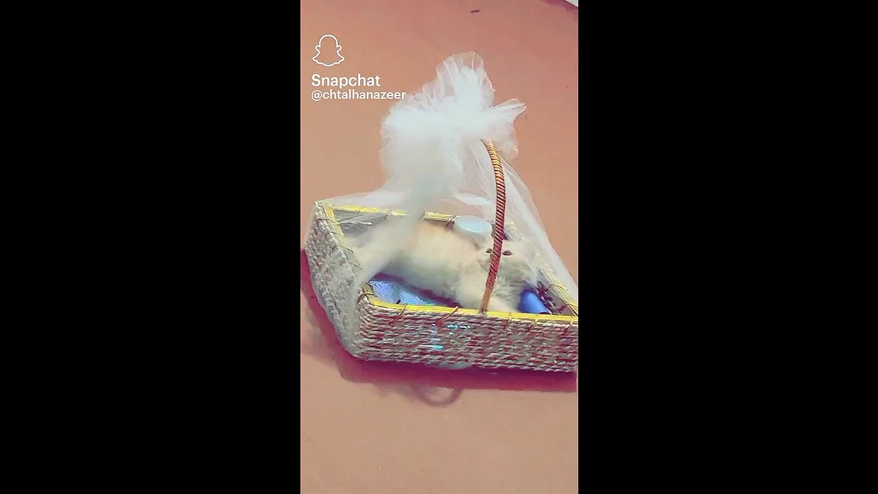 Cat Enjoying with Basket 😜