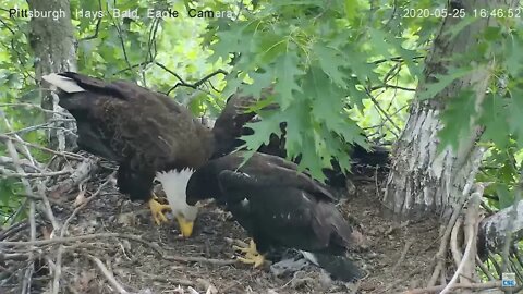 Hays Eagles Dad delivers another Memorial Day Meal 5.25.20