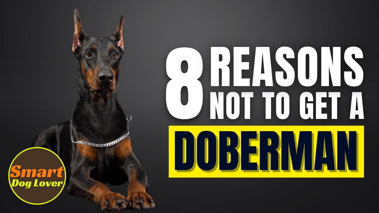 8 Reasons Why You SHOULD NOT Get a Doberman Pinscher | Dog Training Program