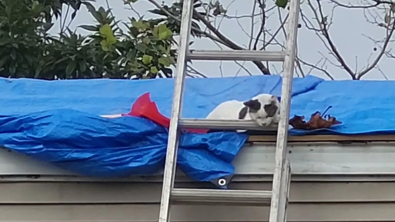 cats everywhere