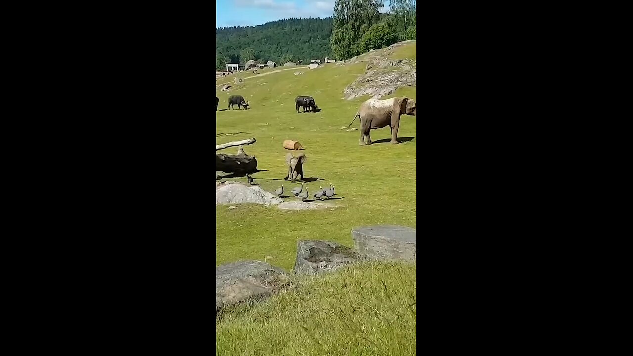 cute baby elephant trips while playing with birds