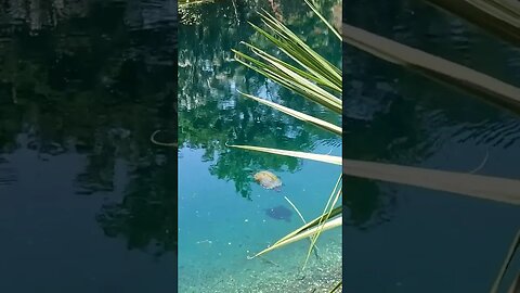 A Turtle Swims in The Black Pond at Alfred B. Maclay Gardens State Park