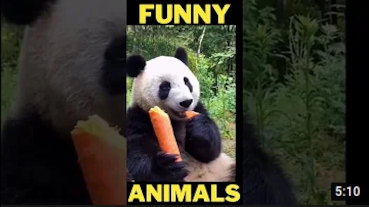 🤣 Funny Animal Videos 😁 - Cutest Animals Ever🤣🤣