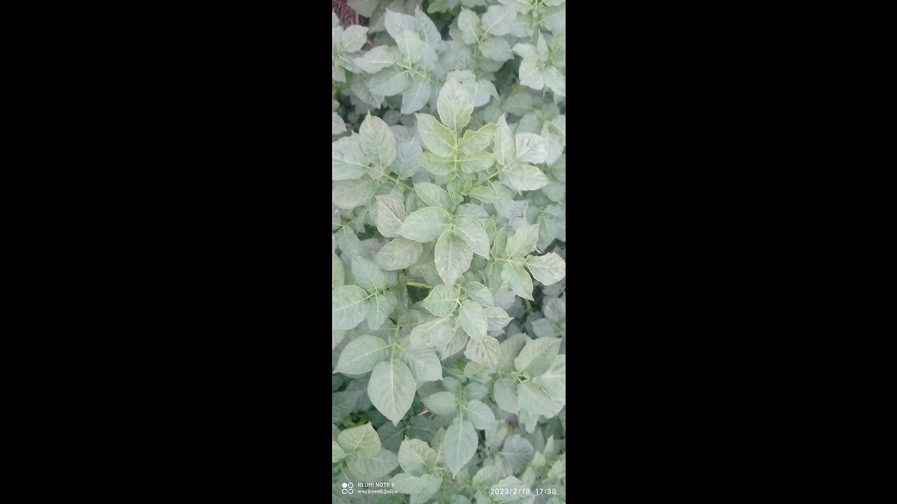 Potato agriculture farm .