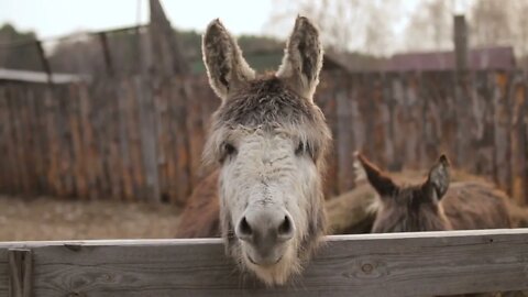 Domestic donkey in the corral in a farm