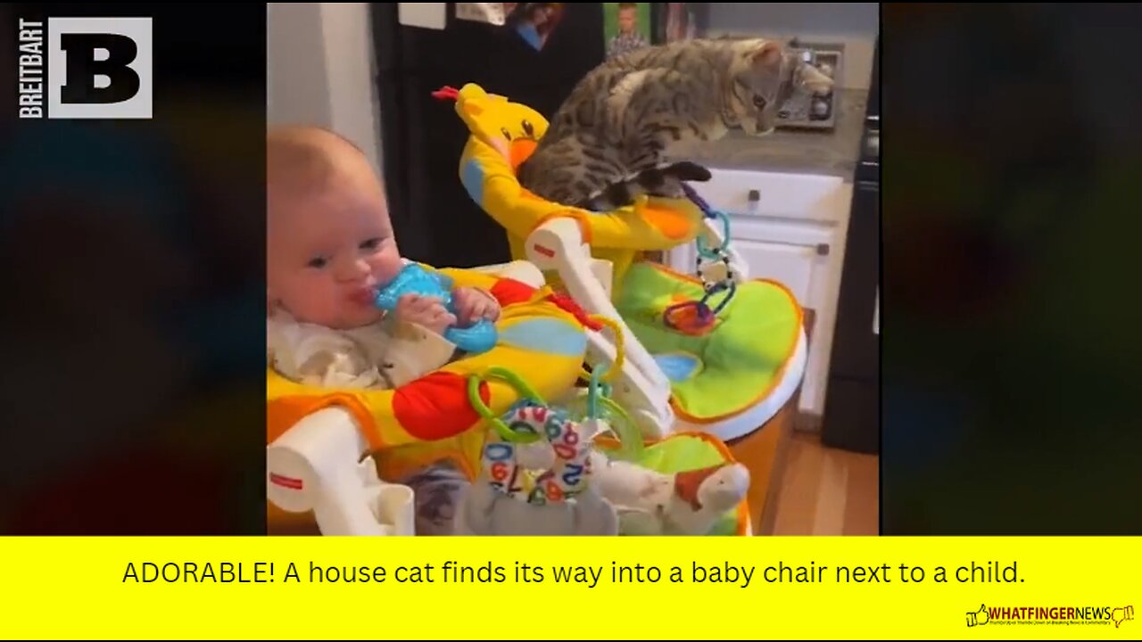 ADORABLE! A house cat finds its way into a baby chair next to a child.