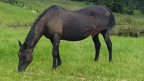 Horse Tales. Why horses tails shouldn't be cut short or braided and a resident kangaroo