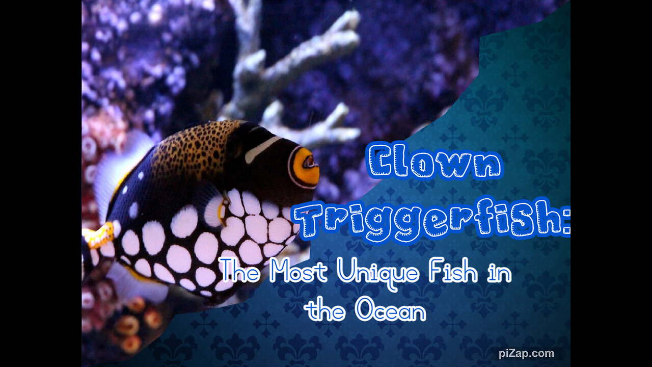 Clown Triggerfish: The Most Unique Fish in the Ocean