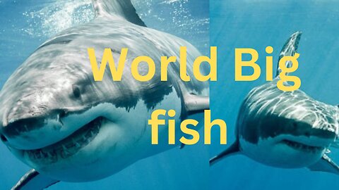 World Big fish || dangerous fish in the world