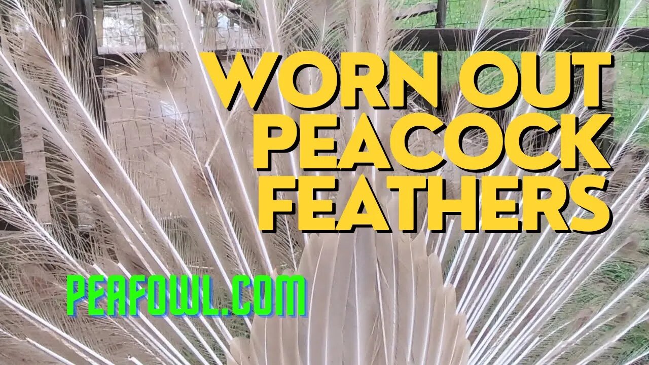 Worn Out Peacock Feathers, Peacock Minute, peafowl.com