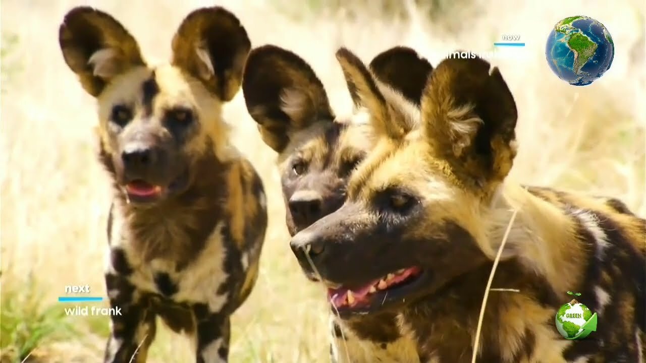 Wild dogs most dangerous animals