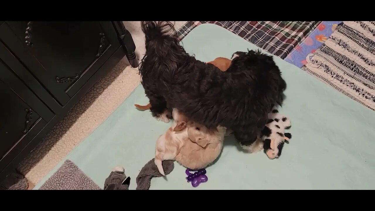 W Litter - July 9th(2)