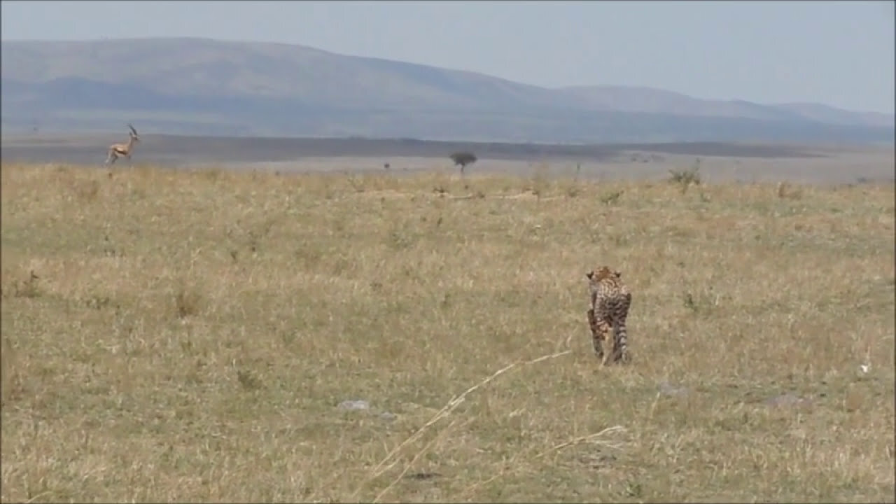 Cheetah Stalking Gazelle