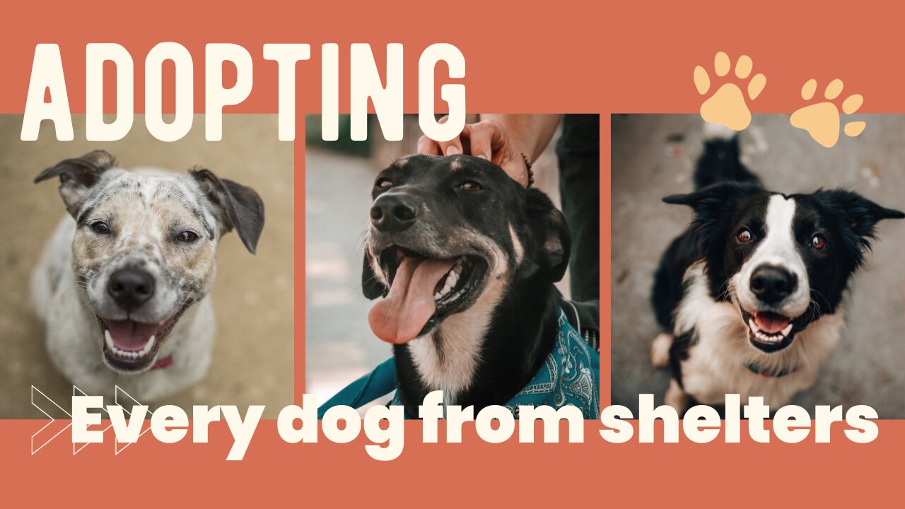 "Rescuing Every Shelter Dog: Uniting Paws for a Better Tomorrow"