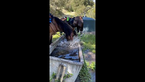 Horse funny moment 😄