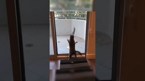 Funny cat#shorts