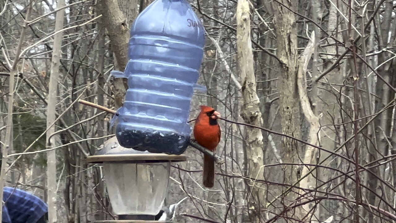 Male Cardinal chilling having some seeds