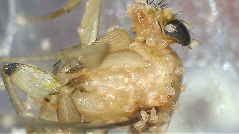 GNAT with PARASITES and SCENES from a CUP