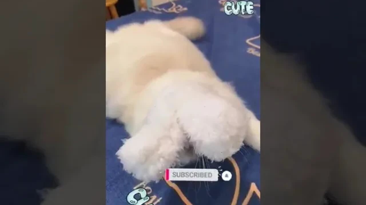 cute cat video😹funny video 😂1240😻cute animal funny cat #funnycatsvideos @🏝 تفكر في خلق الله ﷻ 🏝