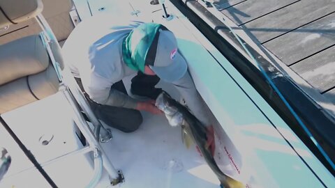 Nice snook caught at Maximo Boat Ramp! Who needs a boat?