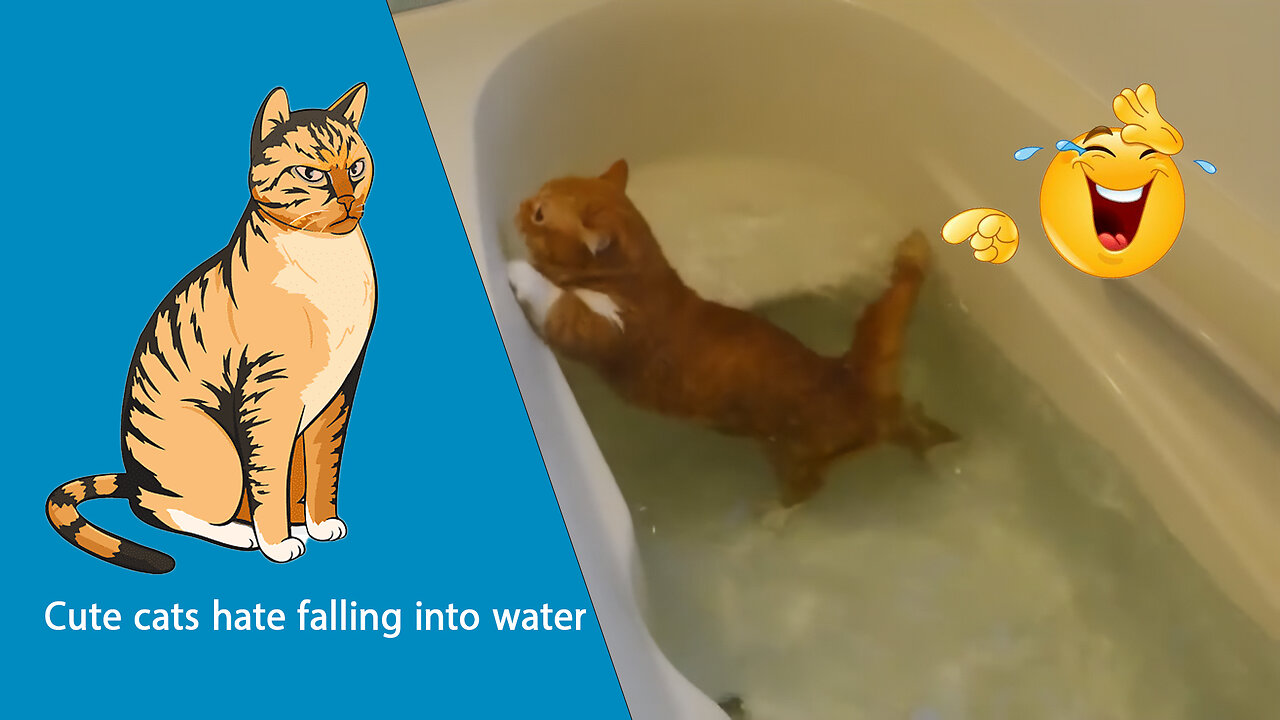 Cute cats hate falling into water