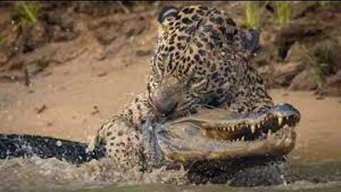 Adults teach cubs how to take down a buffalo Kruger National Park#shorts #lion