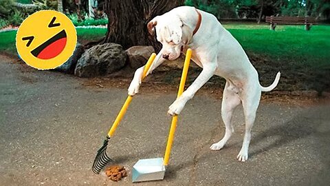 Best Funniest Animals Videos 😅 - Funny Dogs And Cats Videos 2023😇