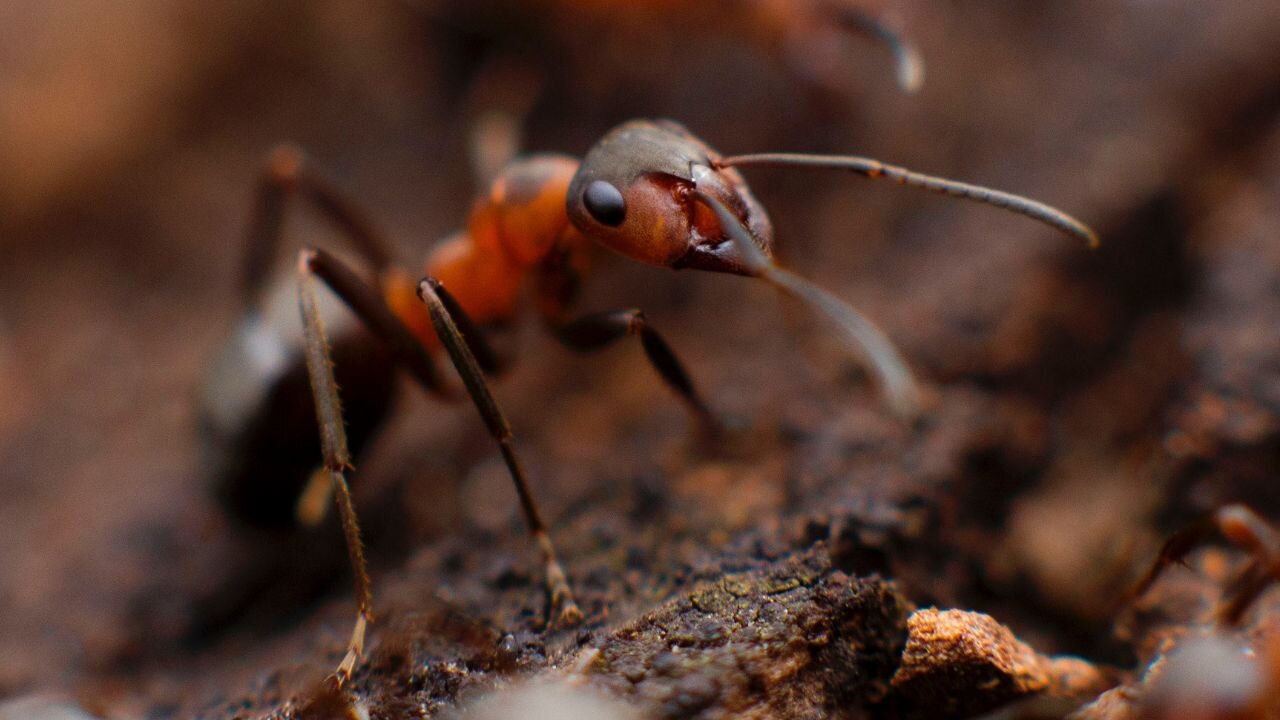 Average homeowner finds bugs and pests five times per week