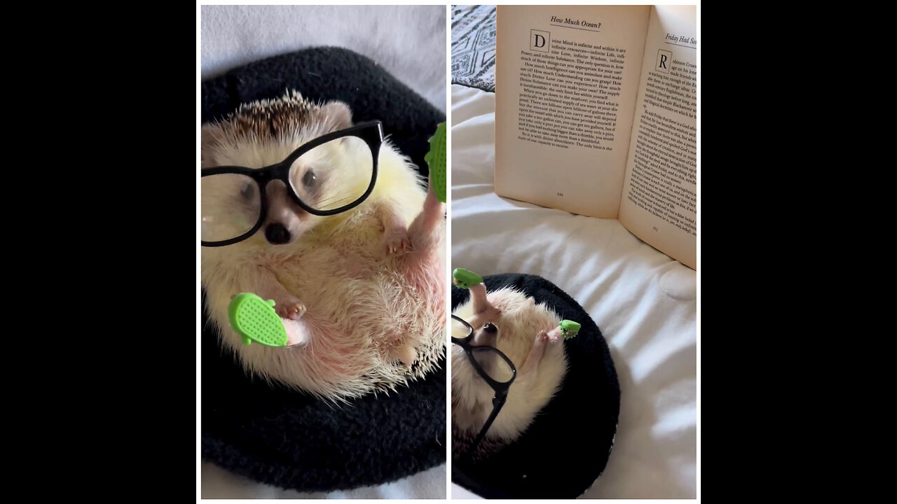 So Cute 🥰 So Beauty 🥰Just catching up on some reading 📖 🤓