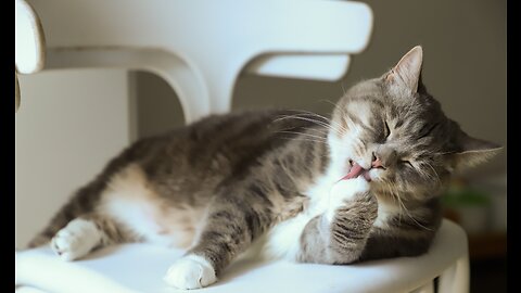 Two fluffy cats wrestling on the sofa are too cute. 🐱Relaxing Moment🐱