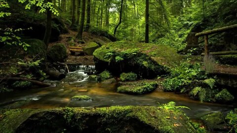 Forest stream and the singing of forest birds. Forest sounds.