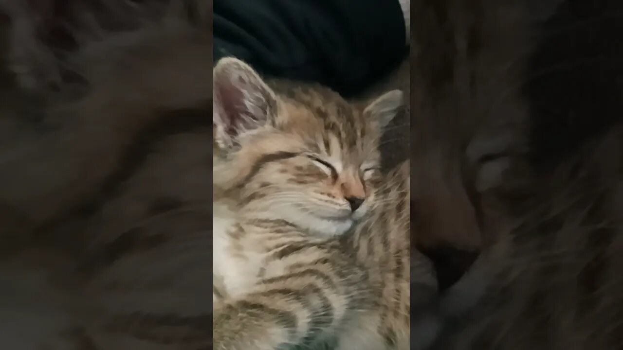 sleeping kitty