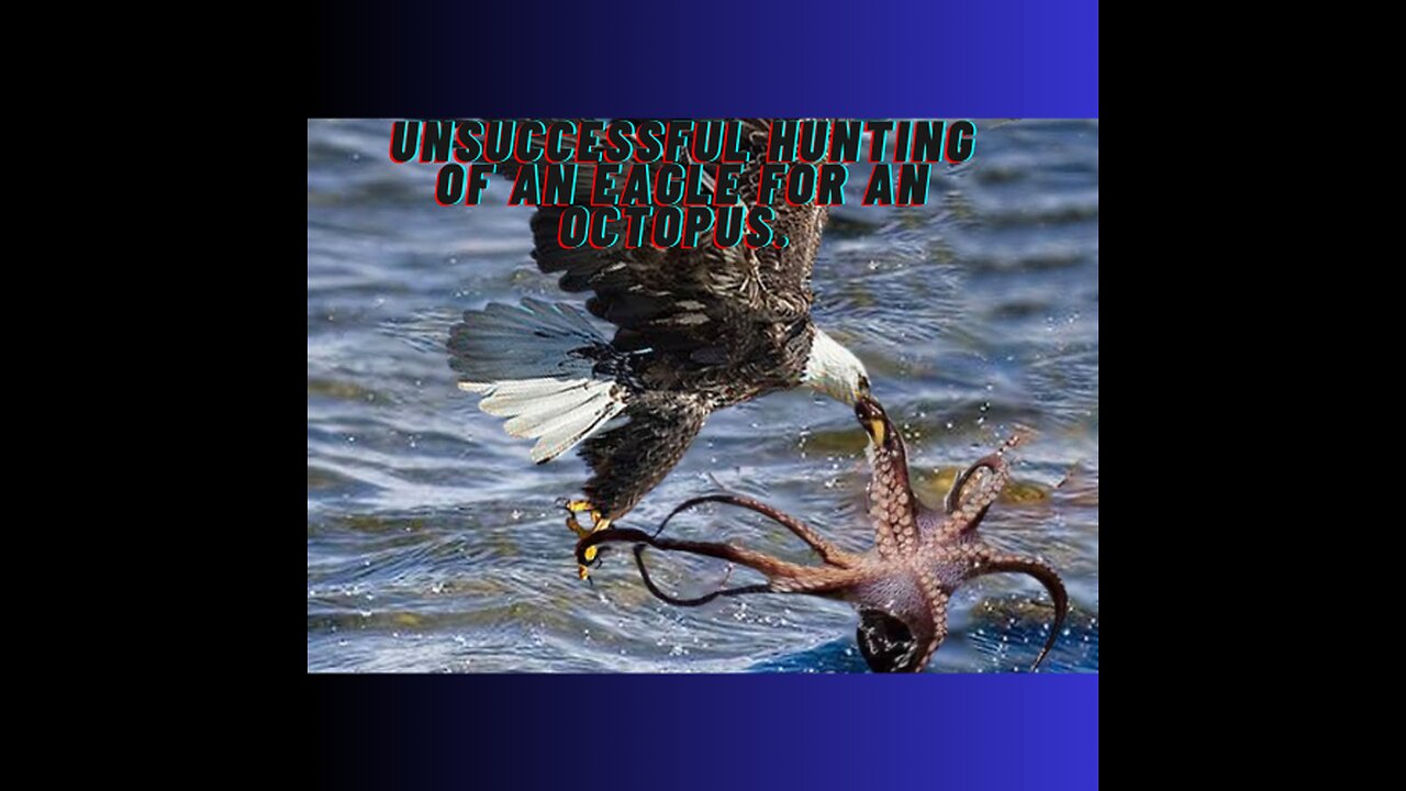 The Eagle Dies While Hunting Octopus In The Ocean