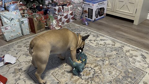 French Bulldog destroys his new toy he got for Christmas 🎄