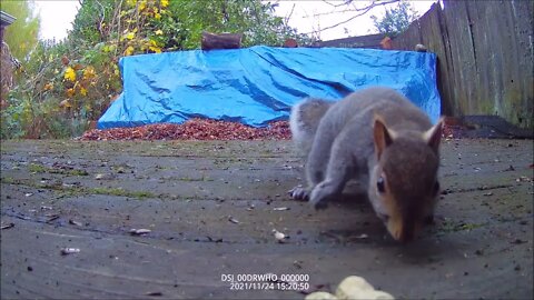 Ride Along with Q #300 - Squirrel Feeder 05 - Front View 11/24/21 - Videos by Q Madp