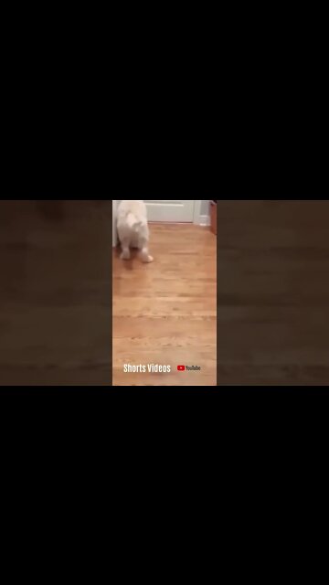 Vídeos Engraçados Brinquedo para Gatos #shorts