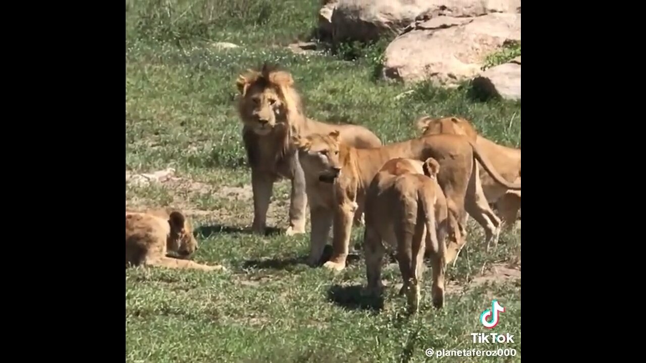 Fight of Lions 🐆 OMG 😳