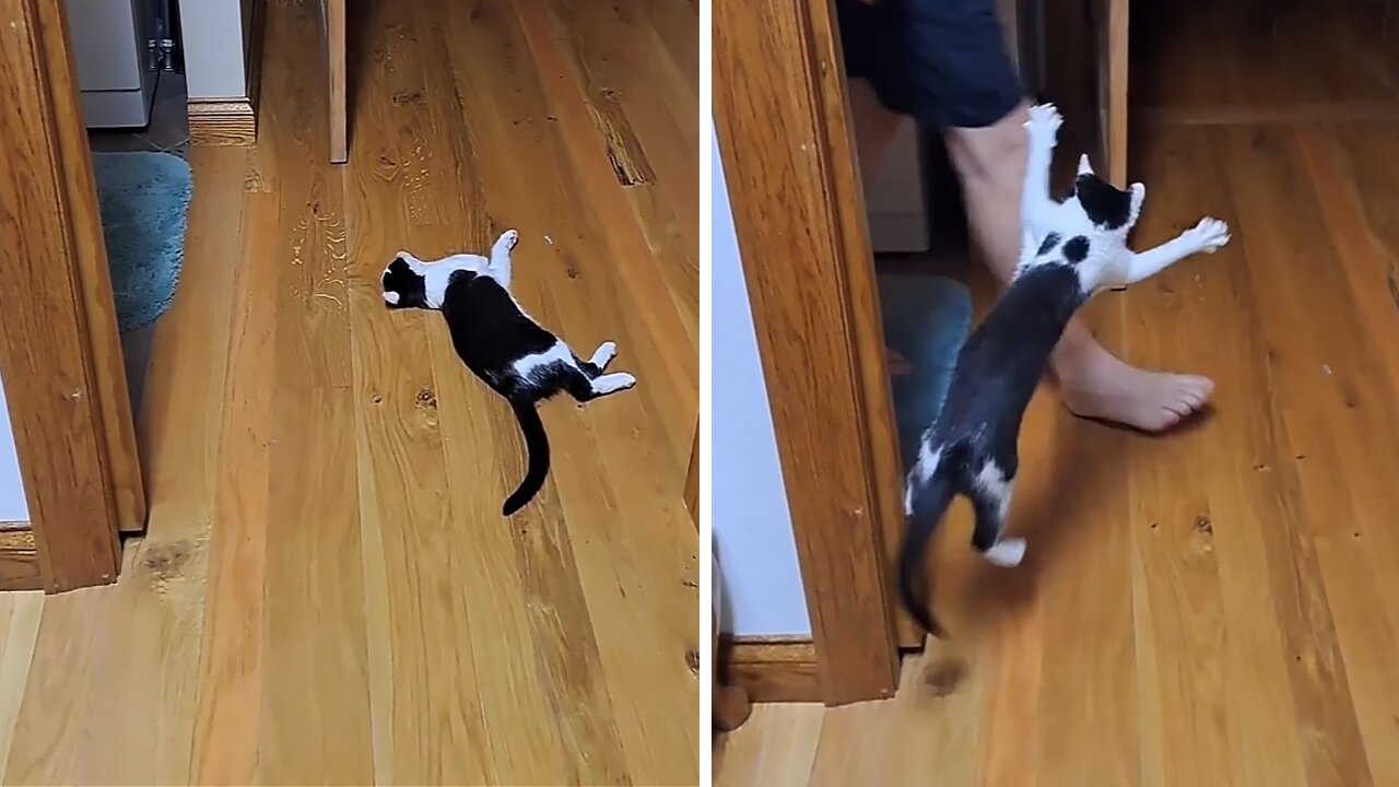 Mischievous Kitty Can't Resist Sneaking Up On Owners