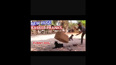 Best Big Basket Pranks Sleepy Dog - Funny Dog Video Just For Fun Only