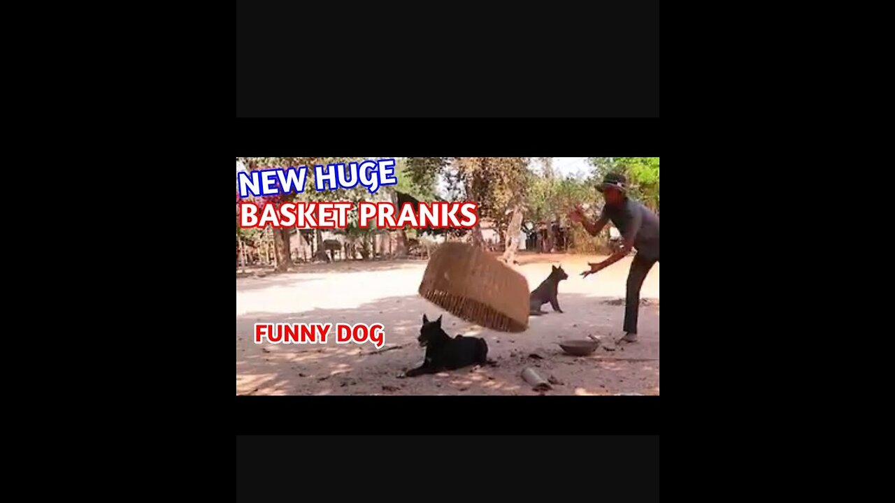 Best Big Basket Pranks Sleepy Dog - Funny Dog Video Just For Fun Only