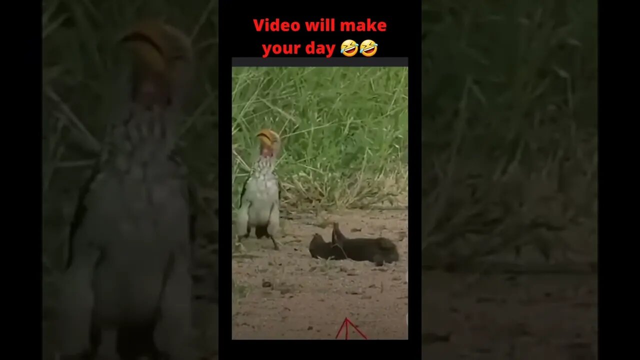 Funny video will make your day🤣🤣