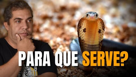 A IMPORTÂNCIA DOS ANIMAIS PEÇONHETOS NA NATUREZA - Feat. JÉSSICA CAMARGO - BUSHCAST #27