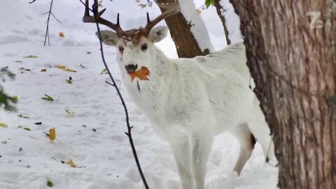 Rare white deer spotted in West Seneca