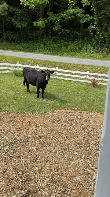 We Had a Visitor on the Job Site. 😂