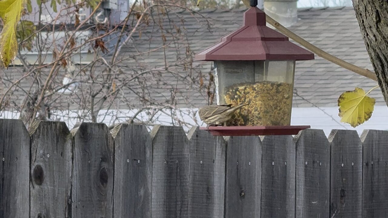 Sparrow On Bird Feeder