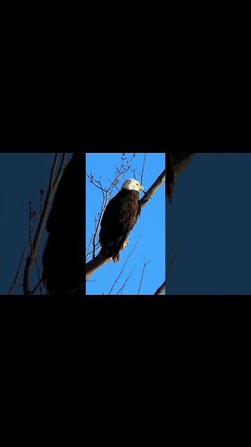 Eagle Sounds #Shorts 🌲