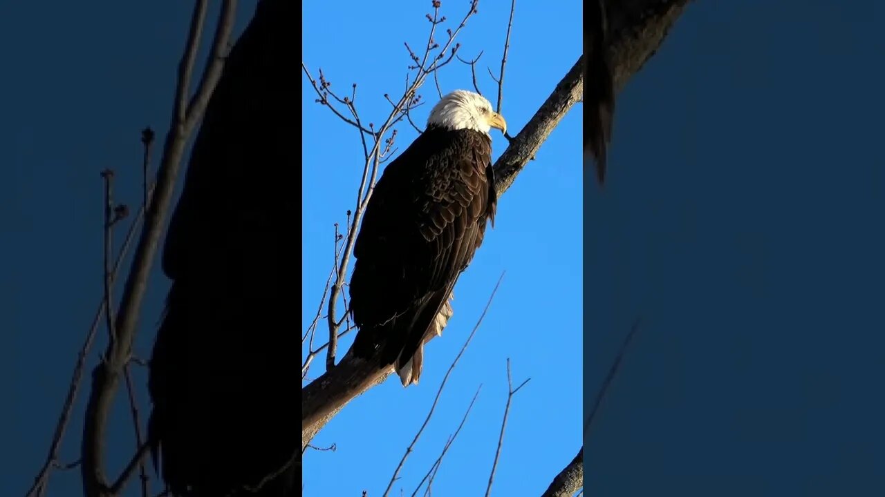Eagle Sounds #Shorts 🌲